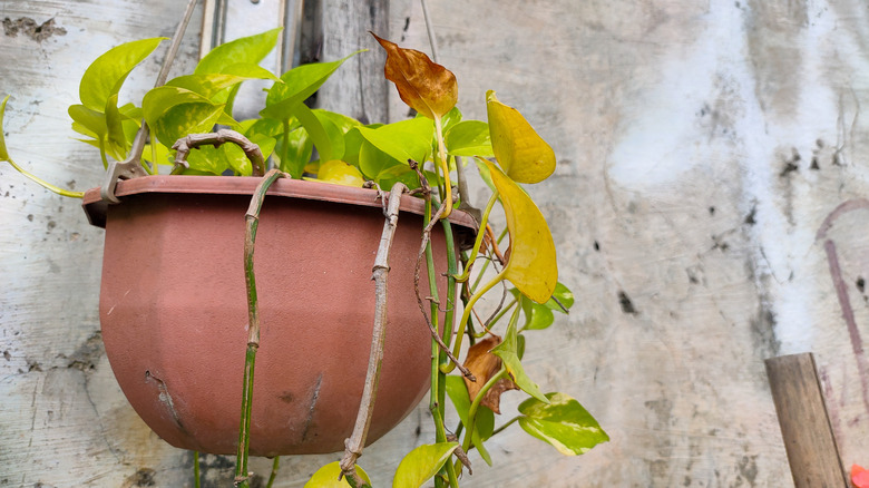 It's Not Too Late: How To Revive A Pothos Plant