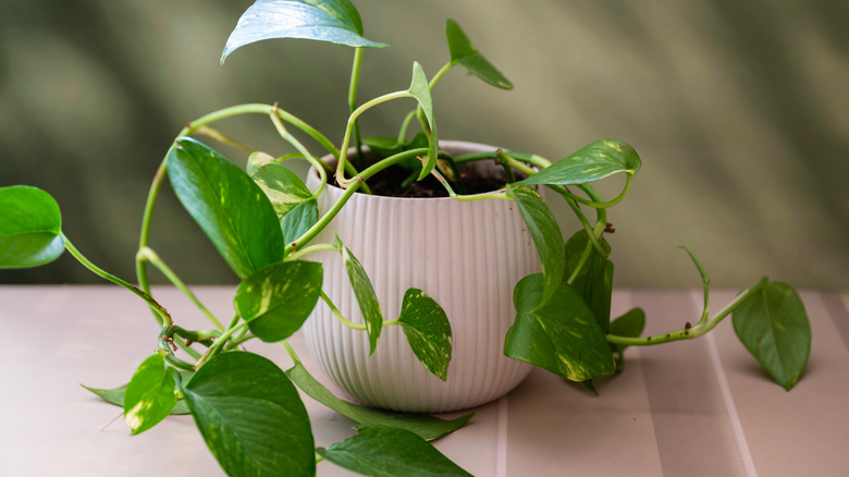 a freshly potted pothos plant with vining leaves