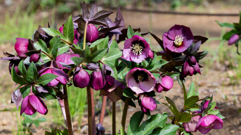 Hellebores growing in the garden