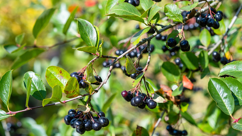 Closeup of a chokeberry bush with dark-colored fruits