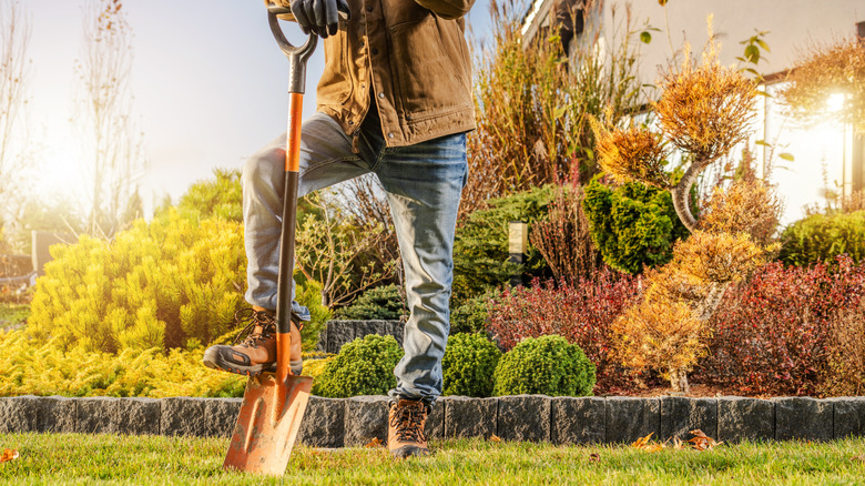 A gardener with a spade, digging a planting hole in a fall garden