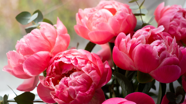 peony blooms in the sun