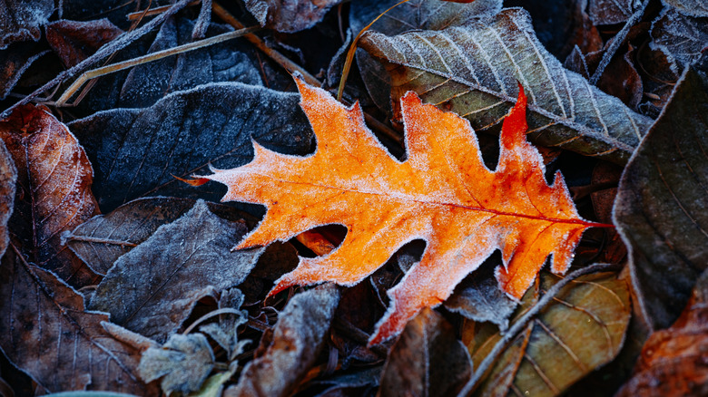 Orange leafe on top of decayed leaves covered in frost