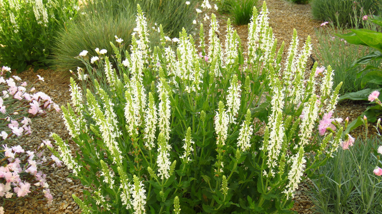 A stunning summersweet bush covered with creamy-white flowers