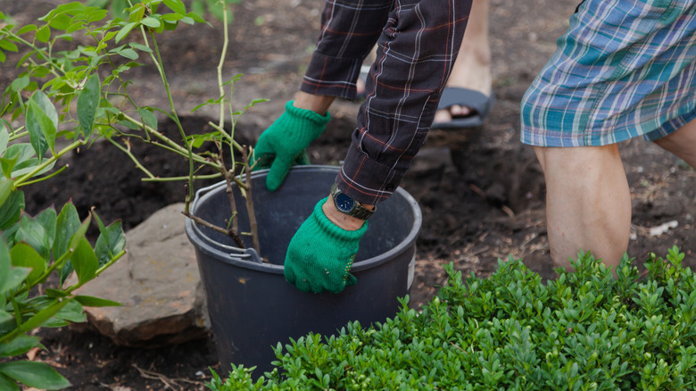 A person lifts a potted shrub, preparing to plant it into the ground