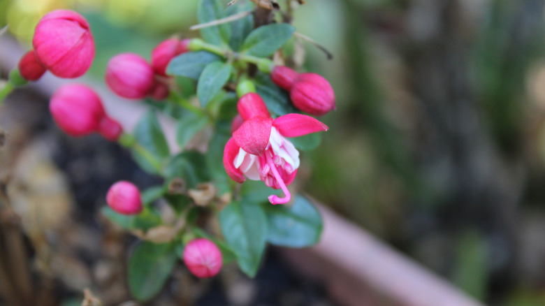 Fuchsia blossoms hang from a stem.