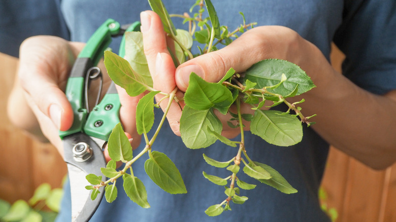 A pair of hands hold secateurs and fuchsia cuttings.