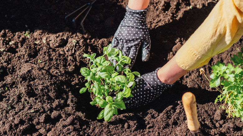 Gardener with black and white polka dot gloves putting a basil seedling in an outdoor garden.