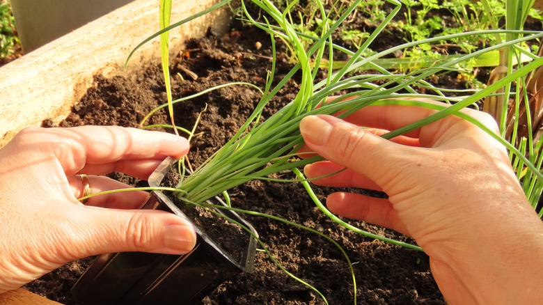hands holding a young chive plant in a plastic container over a raised garden bed