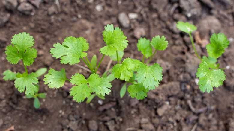 young cilantro seedling sprouting in a row in fresh soil