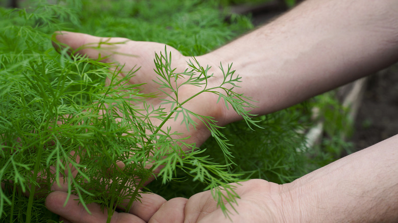 Gardener's hands under young dill leaves
