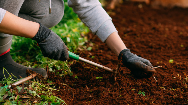 gardener bent over with gloves and rubber boots prepping soil with a claw cultivator.