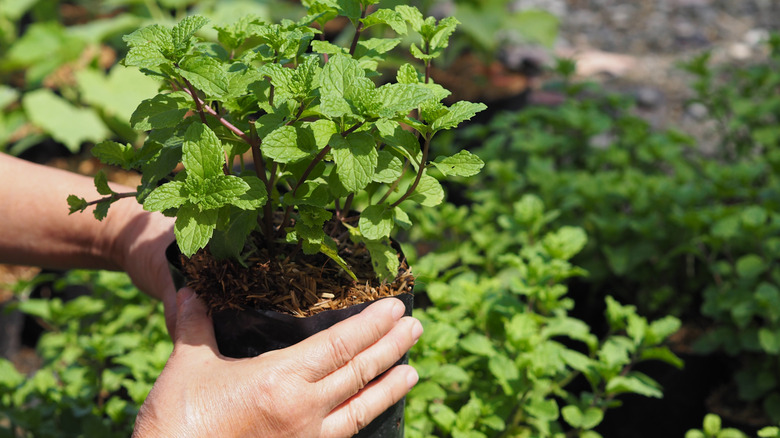 Gardener's hands holding young lemon balm plant in black garden bag over other herbs