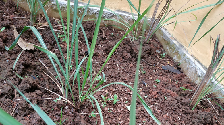 young lemon grass plant in fresh soil