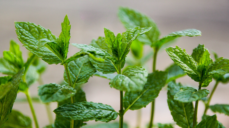 small mint plants sprouting with a few leaves