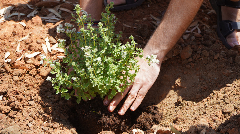 gardener's hands transplanting a young oregano plant into the ground on a sunny day