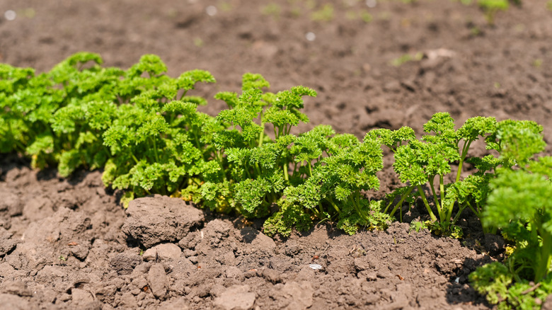 Young parsely plants sprouting in rows from fresh soil