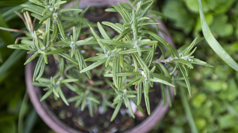 top down view of a small rosemary plant in a pot