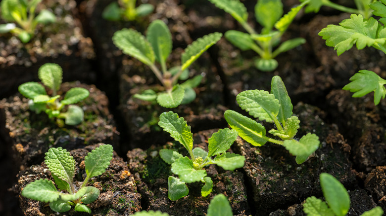 Sage seedlings sprouting from dirt blocks