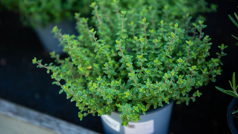 young thyme plant in a temporary container