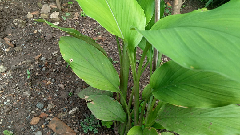 Turmeric plant in rocky garden soil