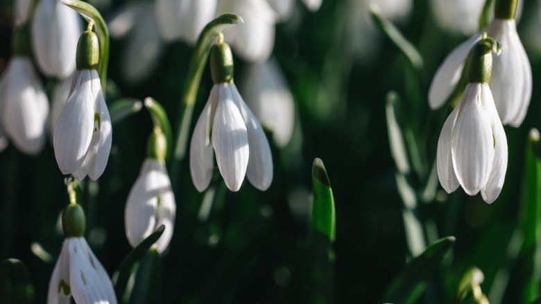 White snowdrops in bloom