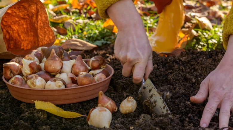 A person planting flower bulbs in a garden bed