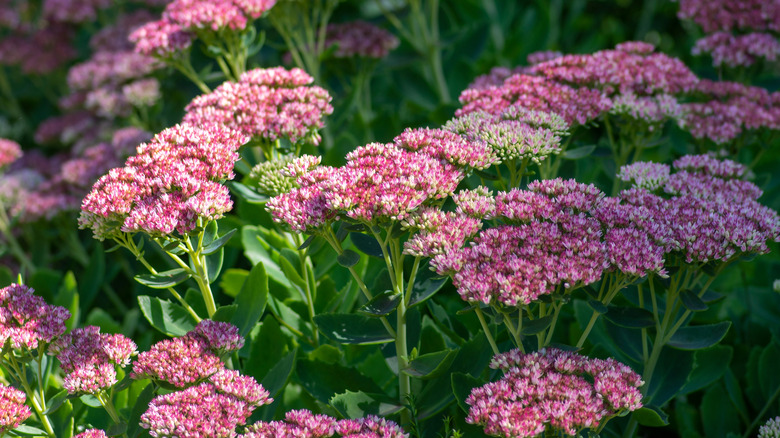 pink stonecrop (Hylotelephium spectabile) blooms in the garden