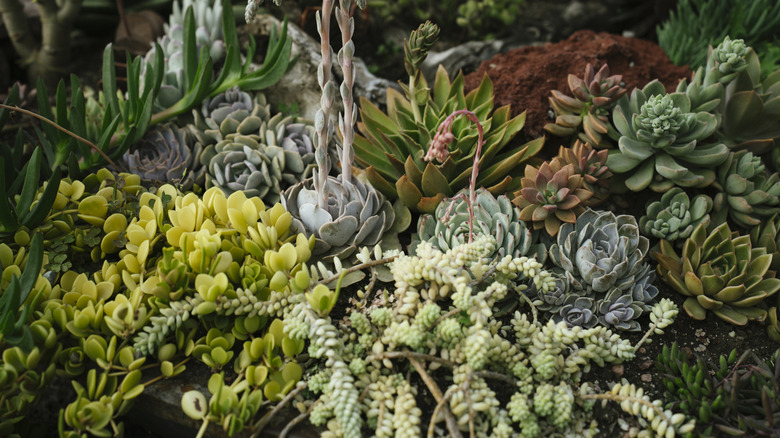 Flowerbed with a variety of succulents growing