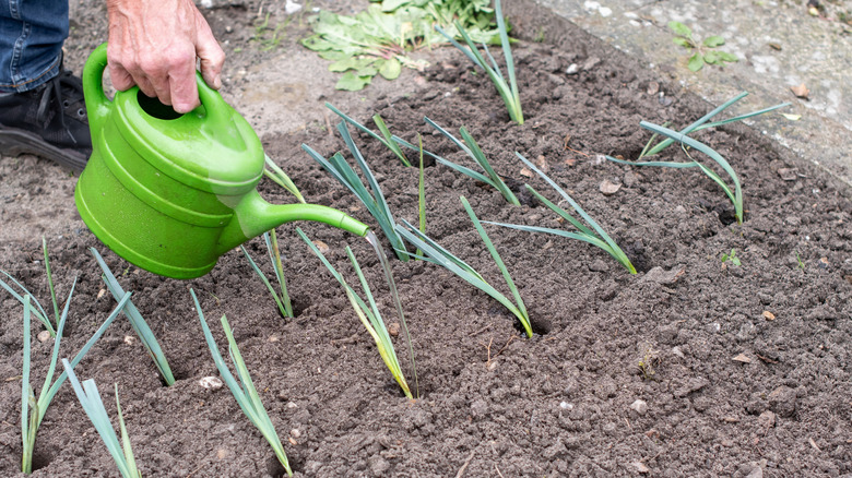 A person uses a green plastic watering can to water leek seedlings growing in a freshly tilled garden bed.