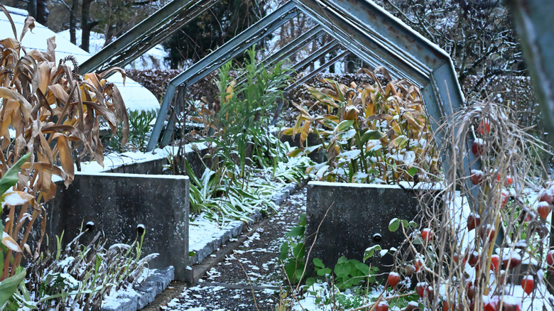 A winter garden bed with a metal frame covered in light snow and frost.