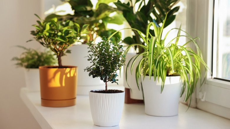 Collection of houseplants