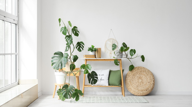Houseplants in a minimalist living room