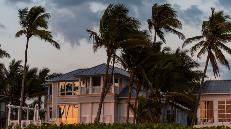 Palm trees in front of houses amid a hurricane