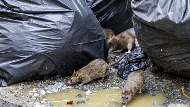rats scavanging for food in between trash bags after a hurricane