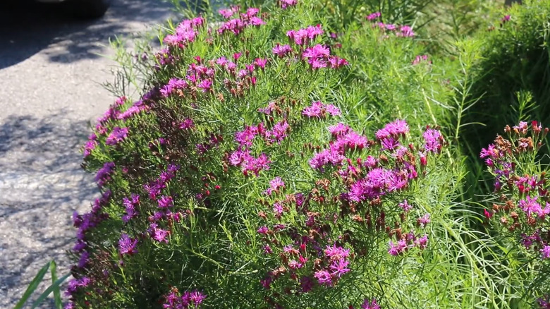 A compact mound of Vernonia 'Iron Butterfly' growing in a border
