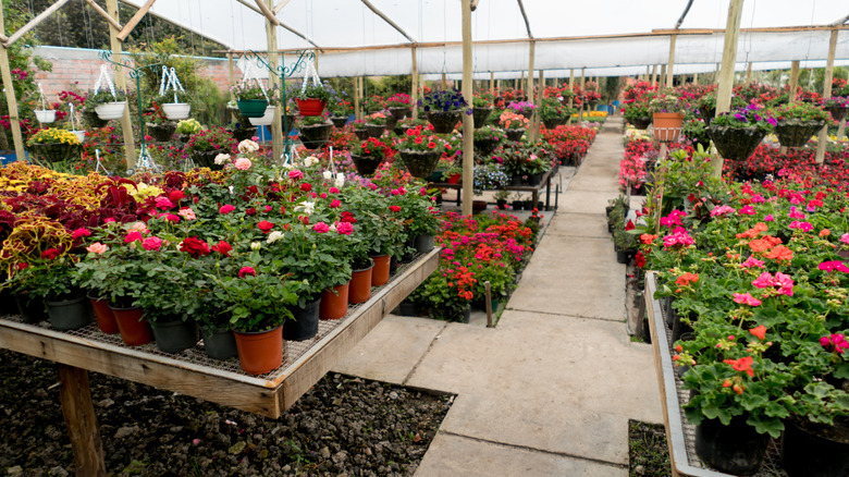A selection of gorgeous flowering plants for sale in a greenhouse