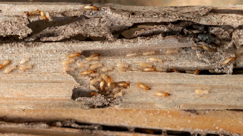 termites eating house wood