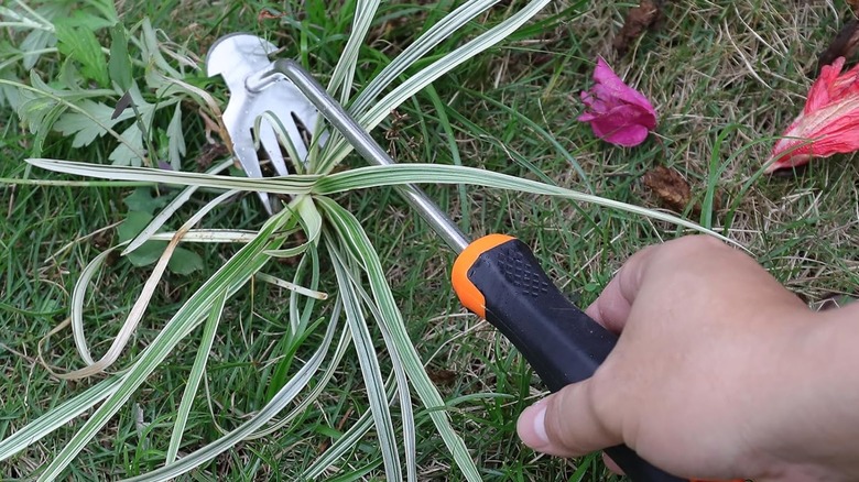 Hand holding weeding tool next to a weed