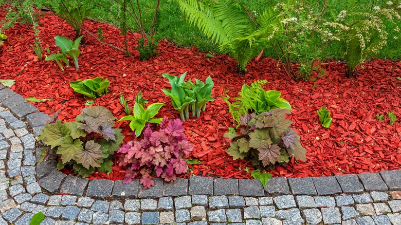 dyed red wood chips in garden along a stone walkway.