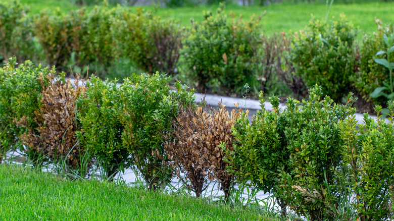 A row of boxwood shrubs turns brown as some of the plants are dying.