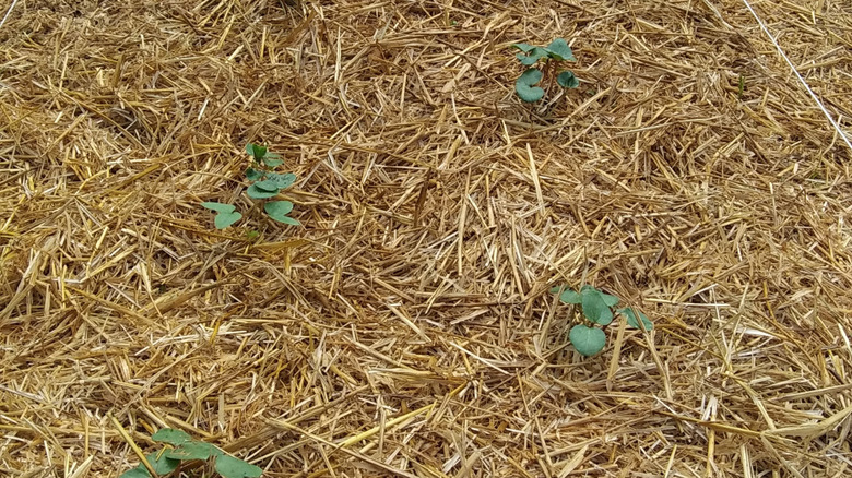 straw mulch around young okra plants