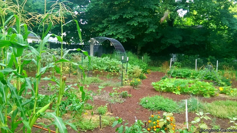 A large, in-ground garden mulched with pine straw