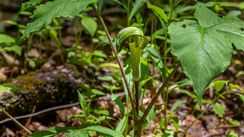 jack-in-the-pulpit in forest
