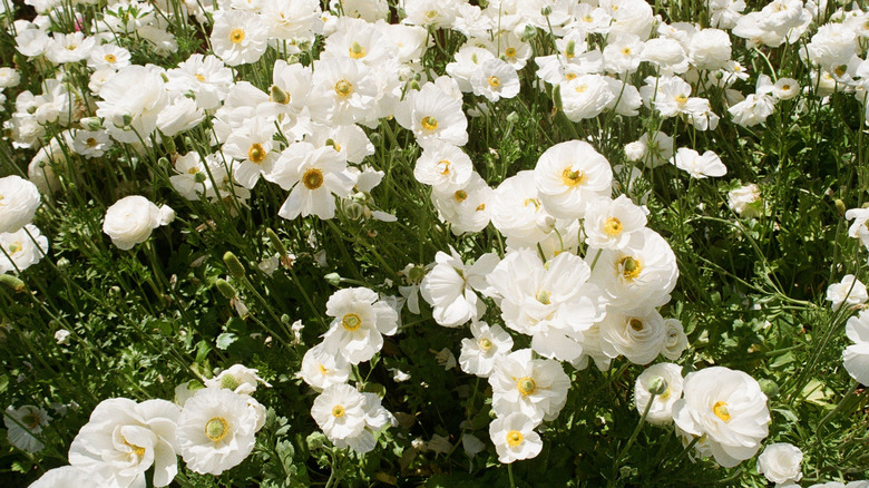 Closeup of field of white Japanese anemone flowers