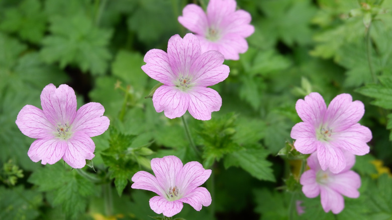 Closeup of light pink gernaiums