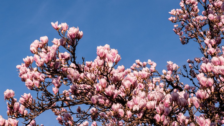 Closeup of a pink saucer magnolia tree
