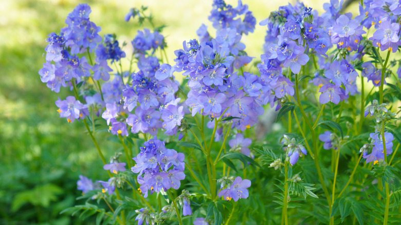 Jacob's ladder flowers in shade