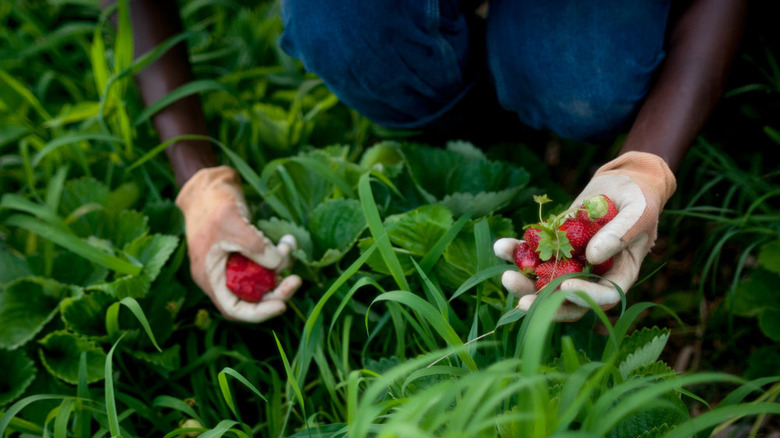 Jamila Norman picking strawberries