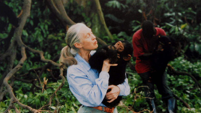 Jane Goodall snuggles a chimpanzee in an African forest.